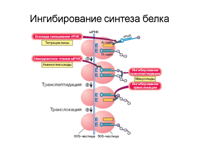 Ингибирование синтеза белка